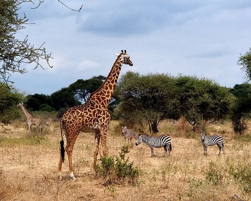 1 days Tanzania sharing safari tour hot air balloon for  2026-2027